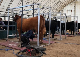 By combining traditional elements with innovative approaches for personal achievement and development, Summer Synergy's Youth Livestock Show is able to create a collaborative venue to showcase youth in agriculture.